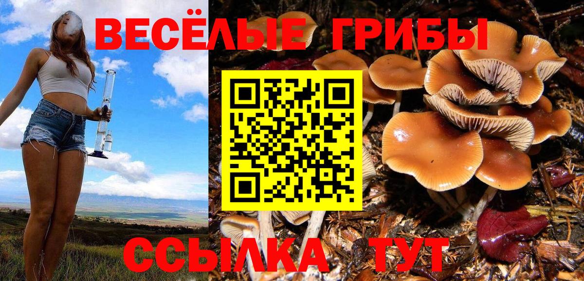 Псилоцибиновые грибы GOLDEN TEACHER  купить   Амурск  Вход с VPN 